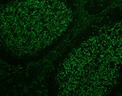 Tissue-Tek Genie<sup>&reg;</sup> FITC<br />
anti-IgG