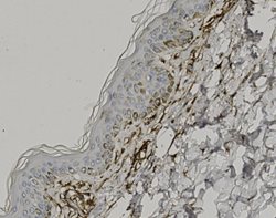 Tissue-Tek Genie<sup>&reg;</sup><br />
anti-CD13