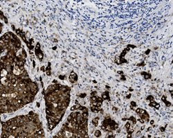 Tissue-Tek Genie<sup>&reg;</sup><br />
anti-Epithelial&nbsp;Membrane Antigen