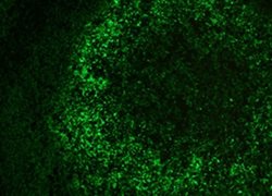 Tissue-Tek Genie<sup>&reg;</sup> FITC<br />
anti-IgM