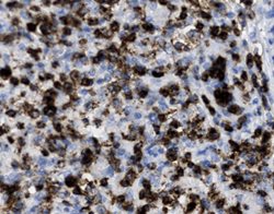Tissue-Tek Genie<sup>&reg;</sup><br />
anti-CD2
