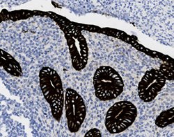 Tissue-Tek Genie<sup>&reg; </sup><br />
anti-Cytokeratin 18
