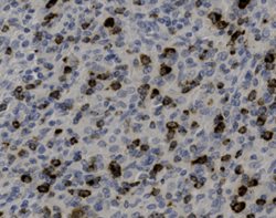 Tissue-Tek Genie<sup>&reg;</sup><br />
anti-Granzyme B