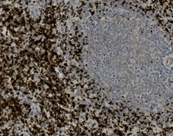 Tissue-Tek Genie<sup>&reg;</sup><br />
anti-CD61