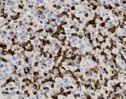 Tissue-Tek Genie<sup>&reg;</sup><br />
anti-CD7