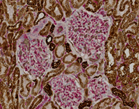 2-jpg-(1).bmp