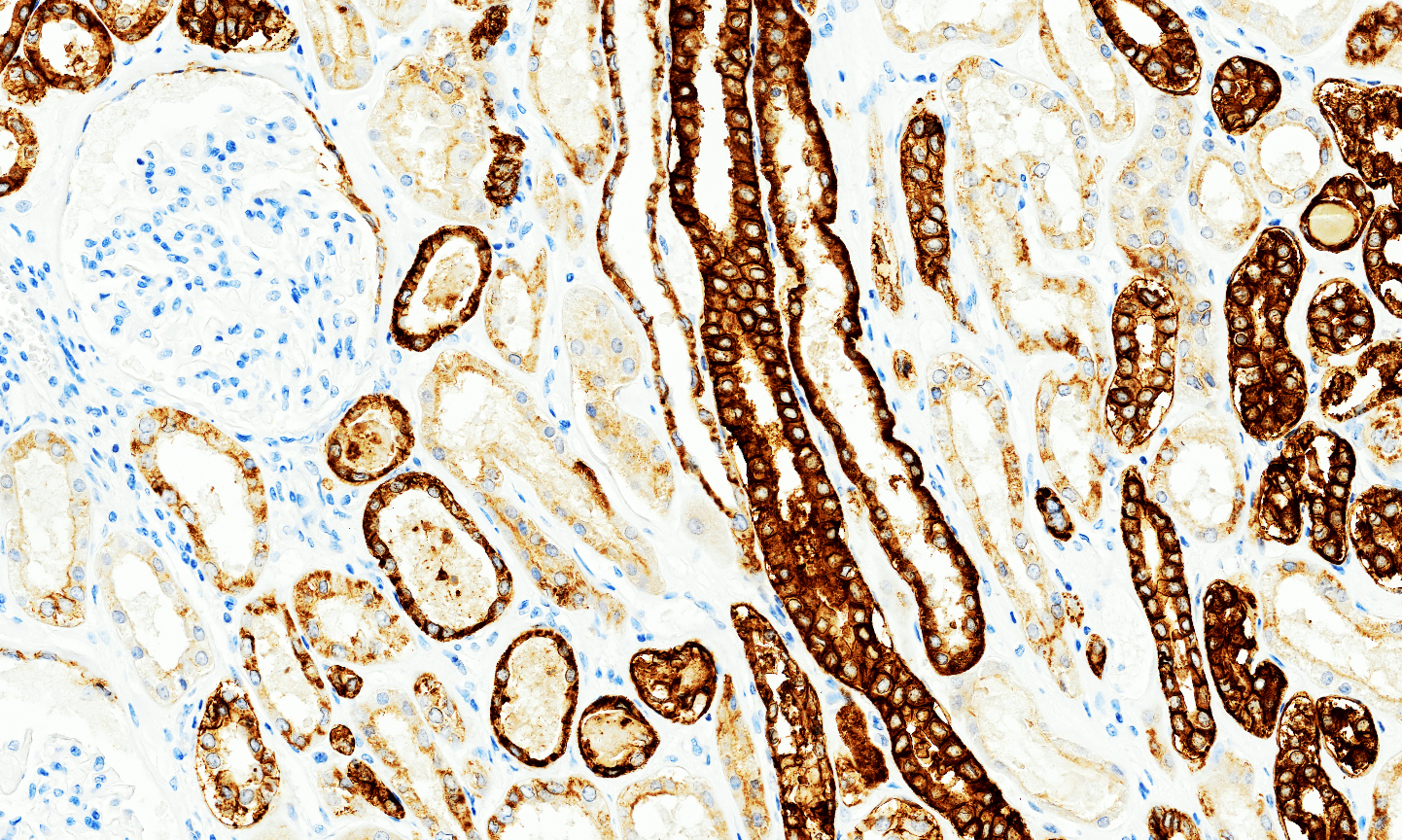 EPCAM-2-(1).jpg
