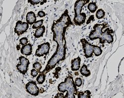 Tissue-Tek Genie<sup>&reg;</sup><br />
anti-Myosin Smooth Muscle
