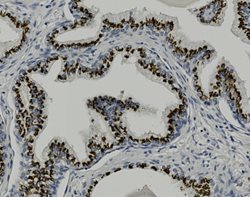 Tissue-Tek Genie<sup>&reg;</sup><br />
anti-Prostein