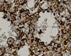 Tissue-Tek Genie<sup>&reg;</sup><br />
anti-CD68